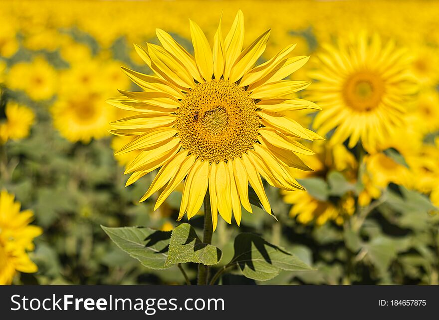Field of sunflowers in the summer flower yellow plant  color