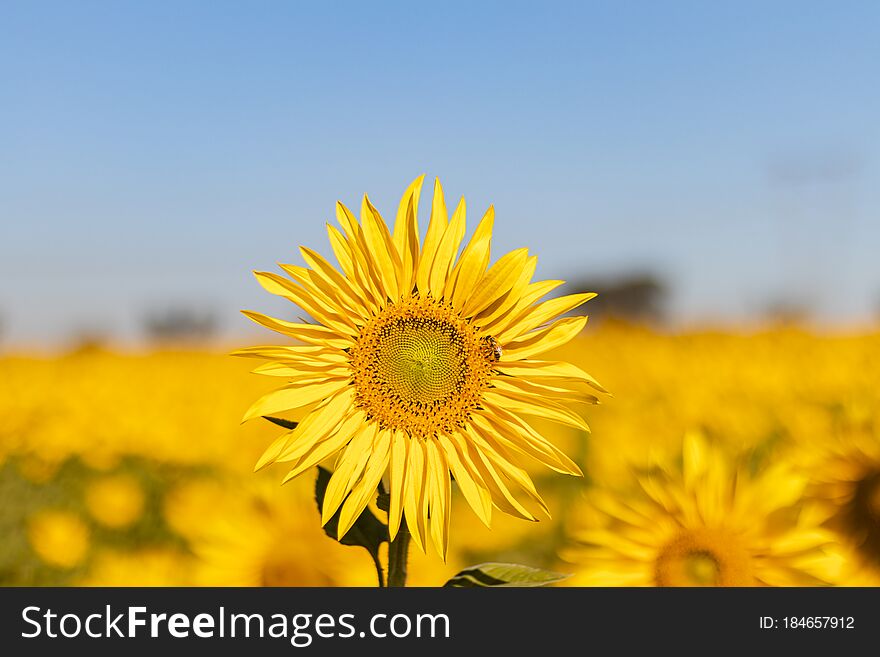 Field of sunflowers in the summer flower yellow plant  color