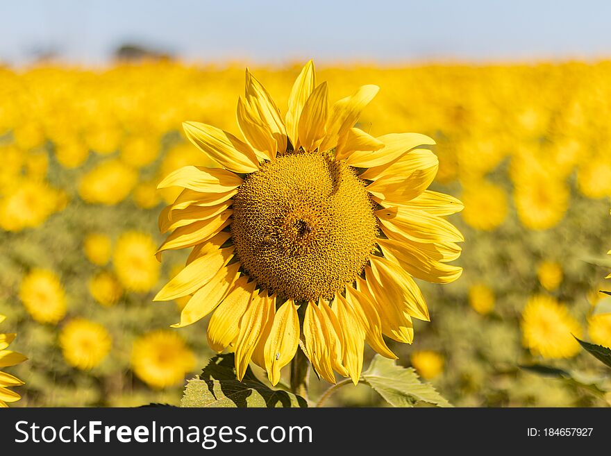 Field of sunflowers in the summer