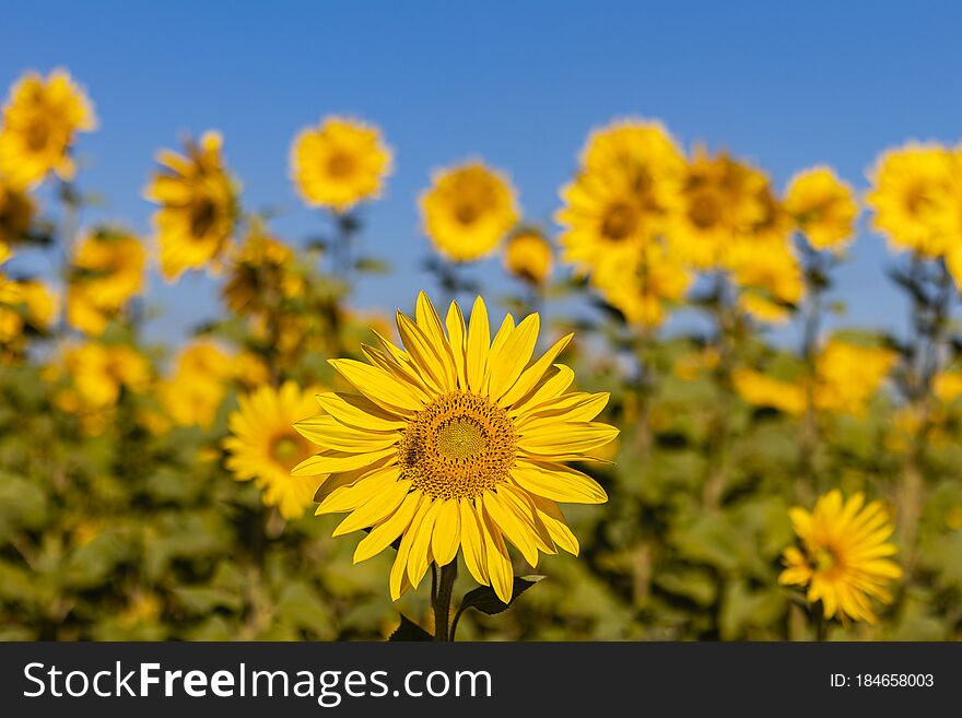 Field Of Sunflowers In The Summer