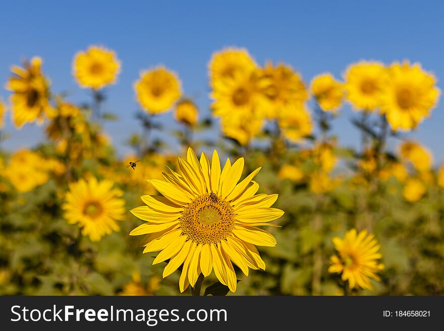 Field Of Sunflowers In The Summer