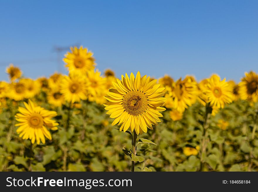 Field Of Sunflowers In The Summer