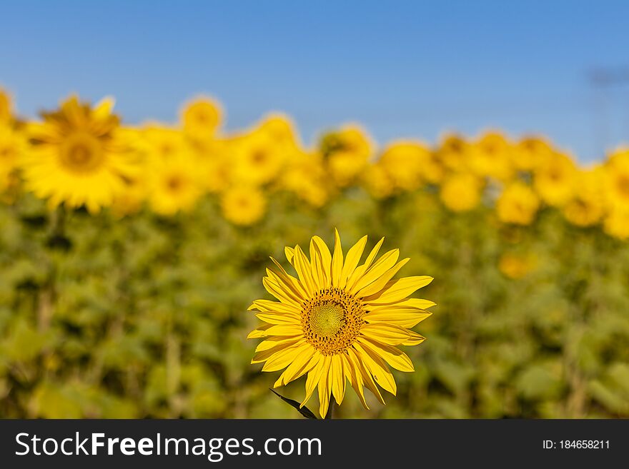 Field Of Sunflowers In The Summer