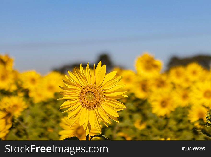 Field of sunflowers in the summer