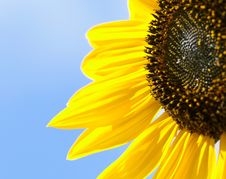 Beautiful Sunflower Royalty Free Stock Photo