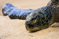 Hawaiian Green Sea Turtle Basking In The Sun. Royalty Free Stock Photos Hawaiian Green Sea Turtle Basking In The Sun. Royalty Free Stock Photos