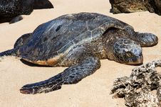 Hawaiian Green Sea Turtle Basking In The Sun. Stock Image Hawaiian Green Sea Turtle Basking In The Sun. Stock Image