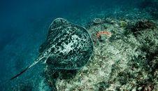 Giant Reef Ray Swimming Over Reef Royalty Free Stock Images