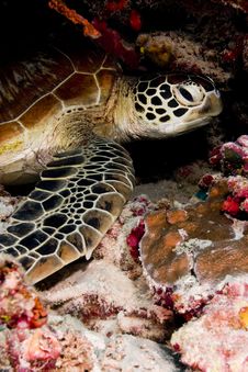 Green Turtle Resting In The Reef Royalty Free Stock Photography Green Turtle Resting In The Reef Royalty Free Stock Photography