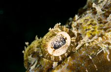 Tentacled Flathead (Crocodile Fish) Eye Stock Photography Tentacled Flathead (Crocodile Fish) Eye Stock Photography