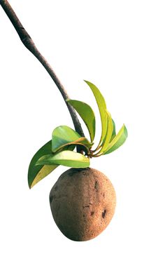 Tropical Fruit - Chiku Royalty Free Stock Photography Tropical Fruit - Chiku Royalty Free Stock Photography
