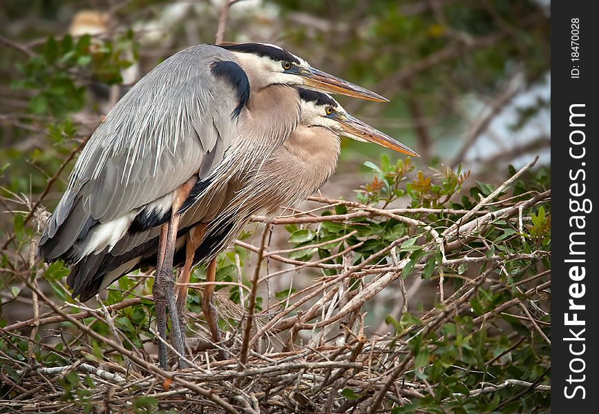 Two adult great blue herons on nest. Two adult great blue herons on nest