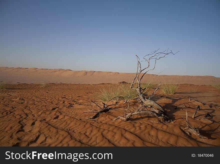 The Arabic Desert