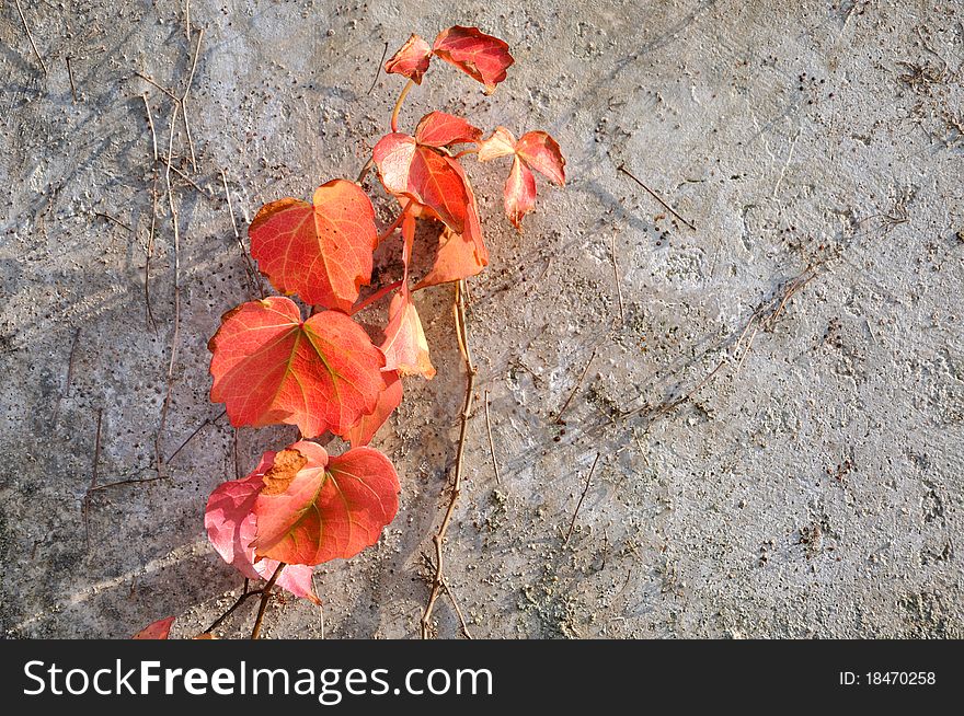 Red leaf of vine plant, which attached on a old wall. Red leaf of vine plant, which attached on a old wall.