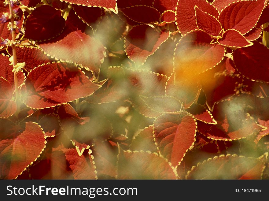 Golden Rimmed Foliage