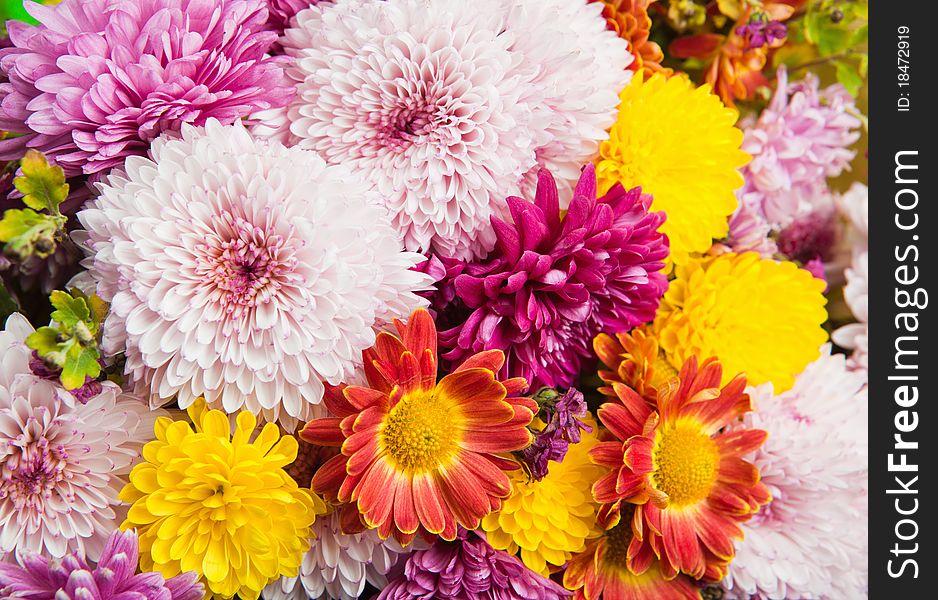 Beautiful multi-colored bouquet from chrysanthemums and other colors. Beautiful multi-colored bouquet from chrysanthemums and other colors