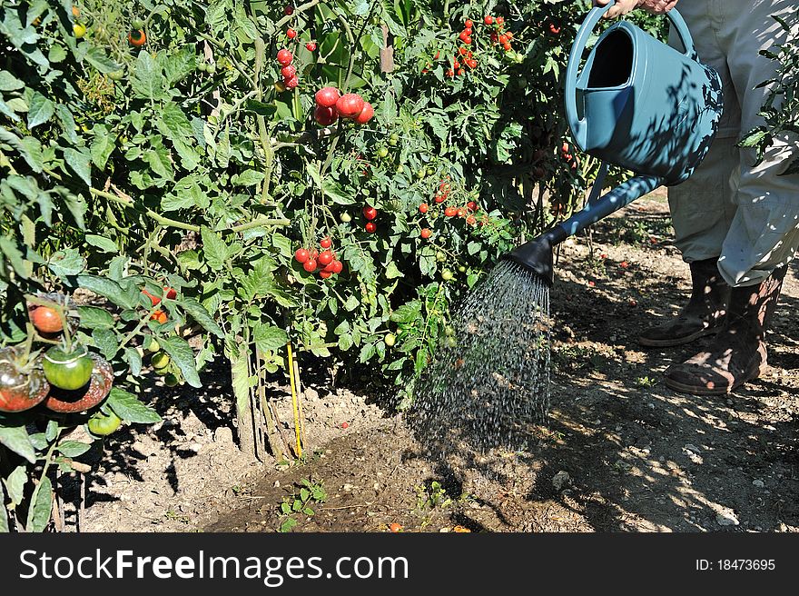 Watering vegetable garden by the farmer. Watering vegetable garden by the farmer