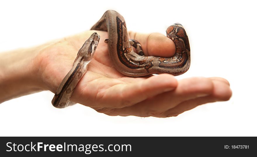 Baby Boa constrictor snake on a hand