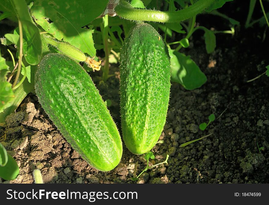 Cucumbers on the bush. Green ripe vegetables.