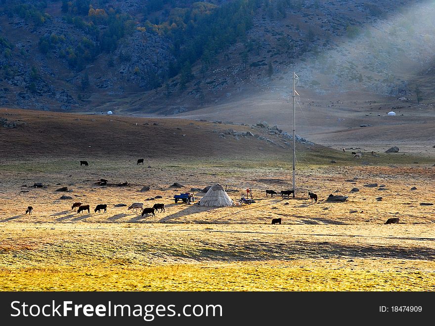 Horses around mongolian yurt