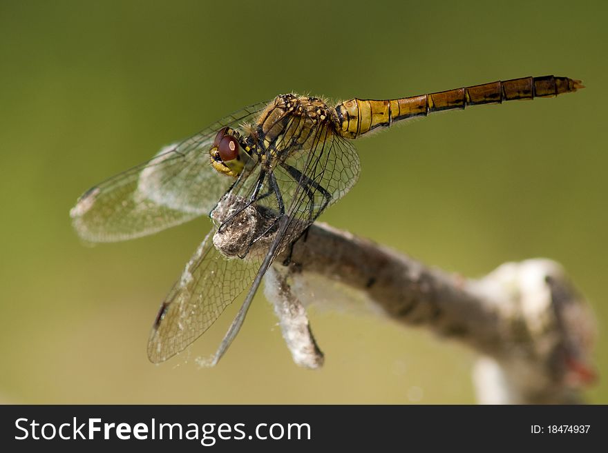 Ruddy Darter on a branch