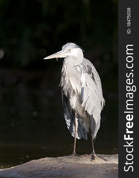 Grey Heron Shaking its plumage