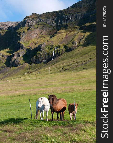 Icelandic horses