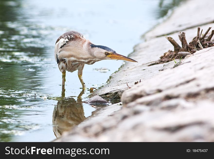 Little Bittern, Adult, Female / Ixobrychus Minutus