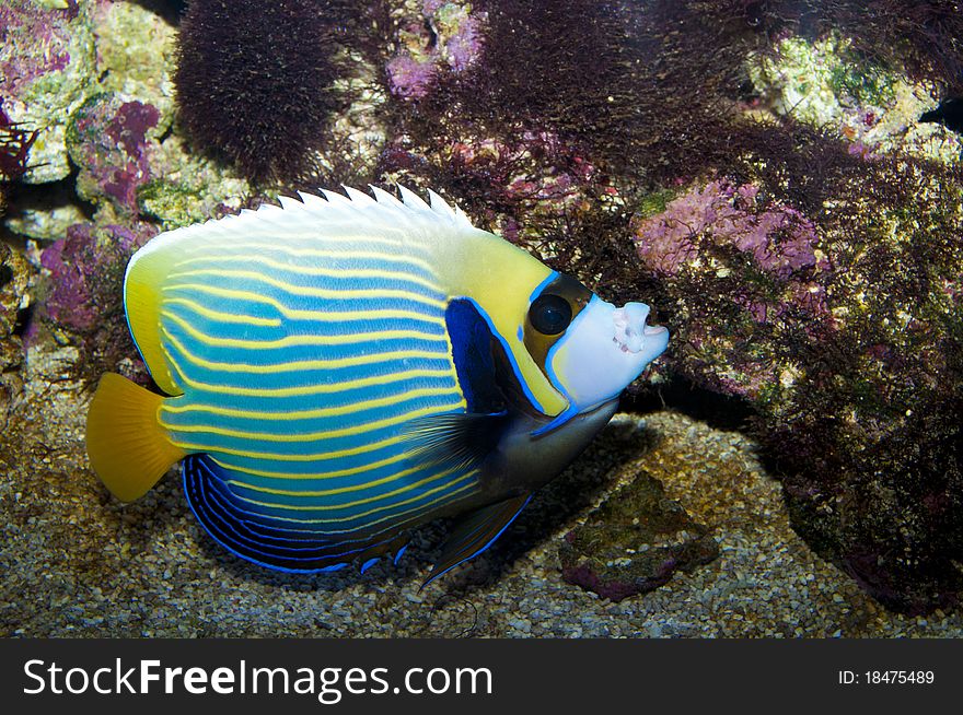 Emperor Angelfish in Coral Reef Aquarium