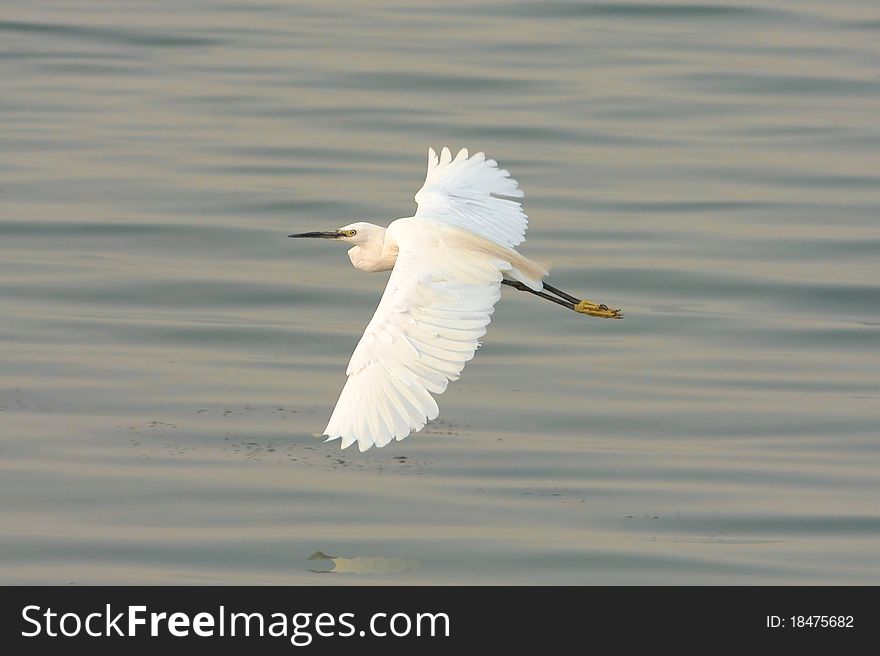 Little Egret (Egretta garzetta) in flight over the lake