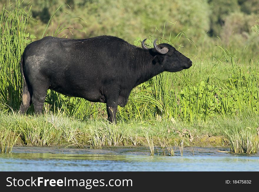 Water Buffalo (Bubalus bubalis), female, grazing. Water Buffalo (Bubalus bubalis), female, grazing