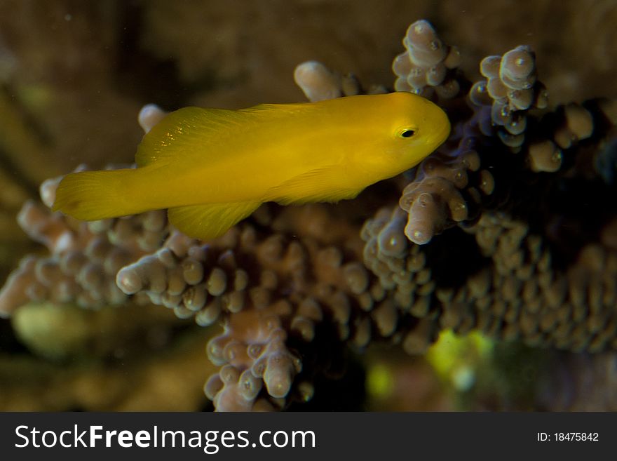 Citron Clown Goby on Coral