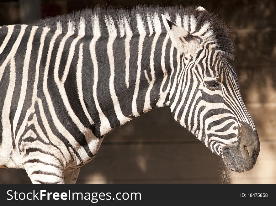 Zebra Portrait at the zoo