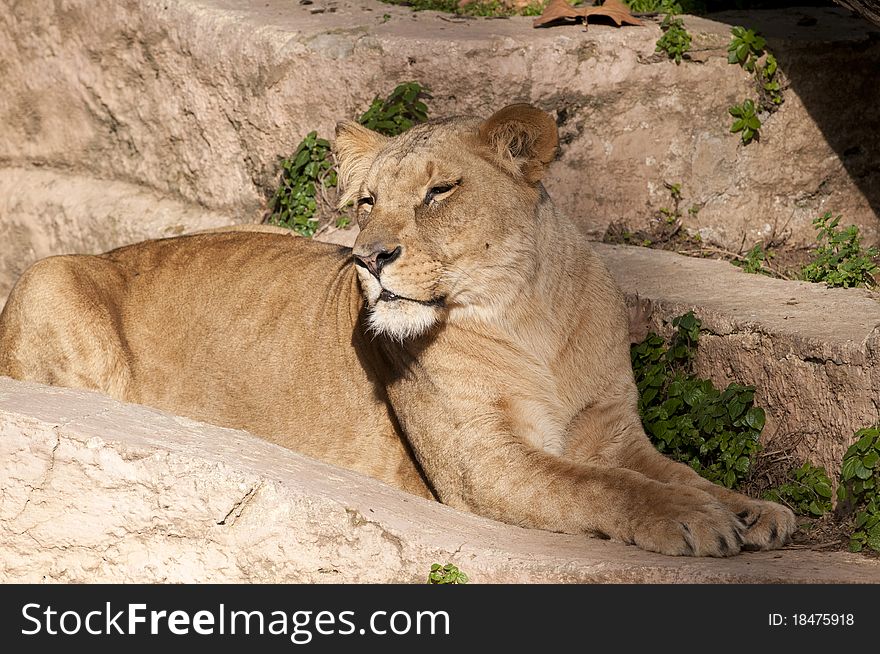 Lioness resting at the zoo