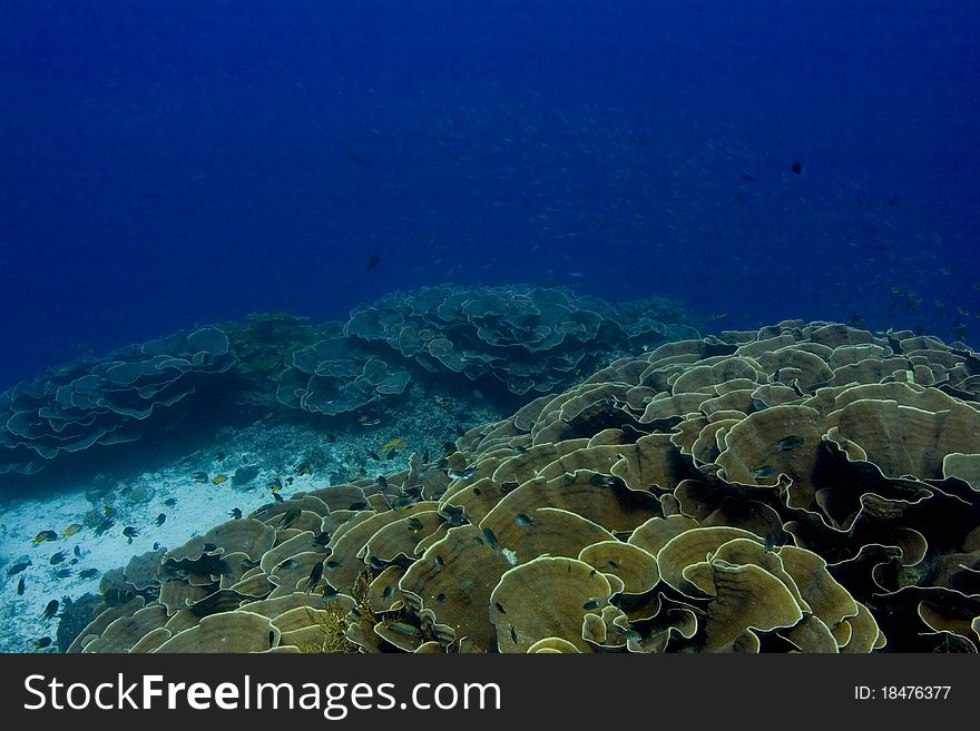 Foliose coral bed on a reef slope, looking into the blue. Taken in the Wakatobi, Indonesia. Foliose coral bed on a reef slope, looking into the blue. Taken in the Wakatobi, Indonesia.