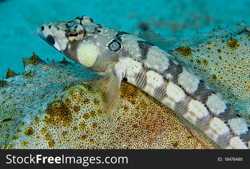 Blackbarred sandperch resting on a sea cucumber