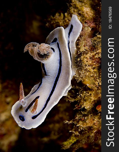 Chromodoris willani nudibranch (sea slug). Taken in Mabul, Borneo, Malaysia. Chromodoris willani nudibranch (sea slug). Taken in Mabul, Borneo, Malaysia.
