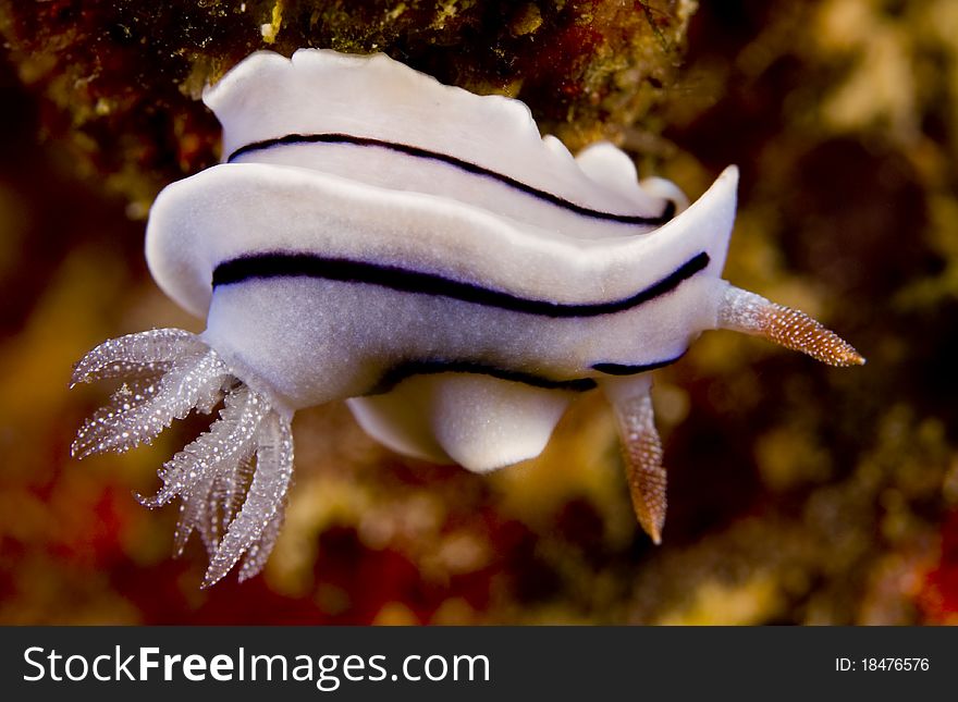 Chromodoris willani nudibranch (sea slug). Taken in the Wakatobi, Indonesia.