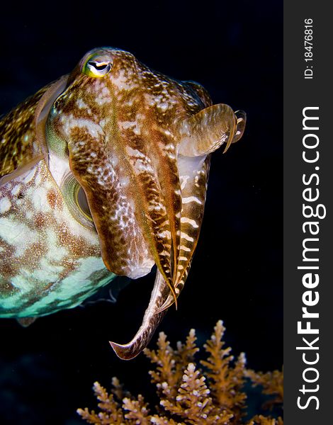 Cuttlefish Above Coral On Dark Background