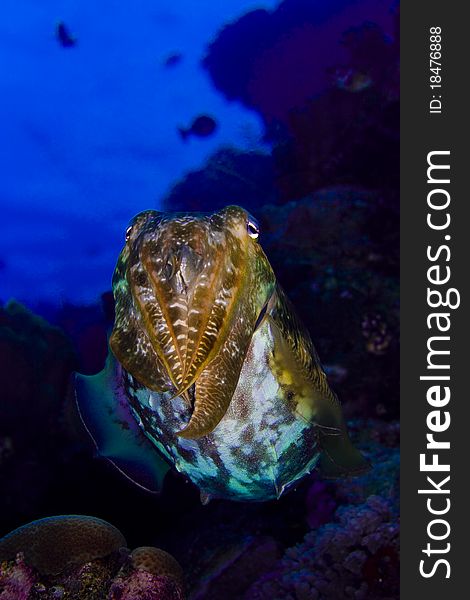 Cuttlefish Floating Above A Coral Reef