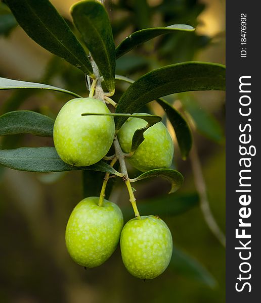 Sprig with green olives, Close up, shallow focus. Sprig with green olives, Close up, shallow focus