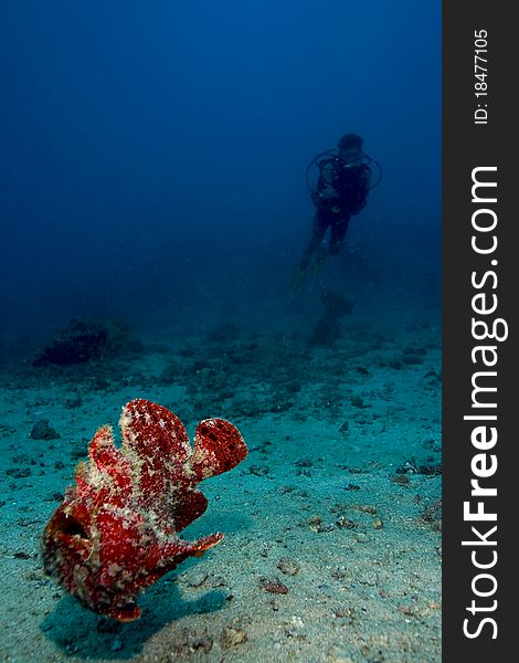 Diver watching swimming giant frogfish