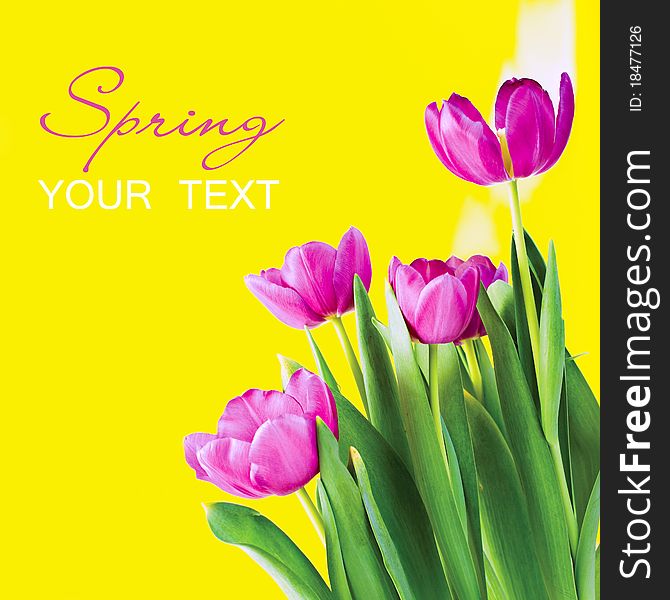 Bunch of tulips with yellow background. Bunch of tulips with yellow background