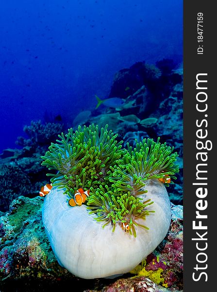 Family of False clown anemonefish (Amphiprion ocellaris) hiding in a semi closed anemone. Taken in the Wakatobi, Indonesia. Family of False clown anemonefish (Amphiprion ocellaris) hiding in a semi closed anemone. Taken in the Wakatobi, Indonesia.