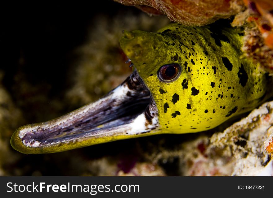 Face of a fimbriated moray eel (Gymnothorax fimbriatus) with gaping jaw showing teeth. Taken in the Wakatobi, Indonesia. Face of a fimbriated moray eel (Gymnothorax fimbriatus) with gaping jaw showing teeth. Taken in the Wakatobi, Indonesia.