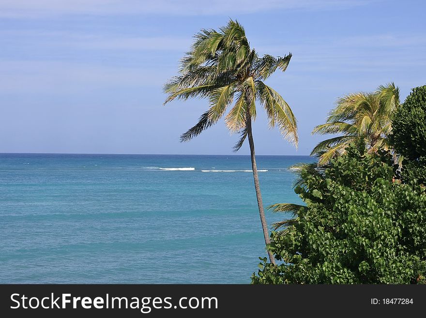 Palm tree and blue pacific ocean.