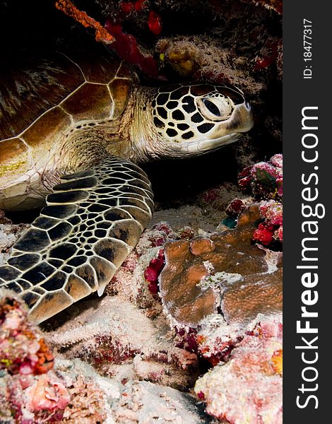 Green turtle (Chelonia mydas) resting in the coral reef. Taken in Sipidan, Borneo, Malaysia. Green turtle (Chelonia mydas) resting in the coral reef. Taken in Sipidan, Borneo, Malaysia.