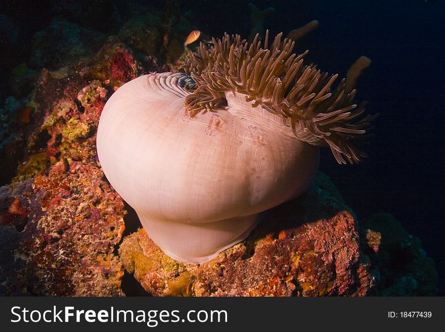Illuminated closed anemone