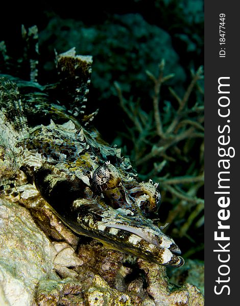 Tentacled flathead (Papilloculiceps longiceps), also known as an indian ocean crocodilefish, camouflaged on a coral reef with dorsal fin extended. Taken in the Wakatobi, Indonesia.