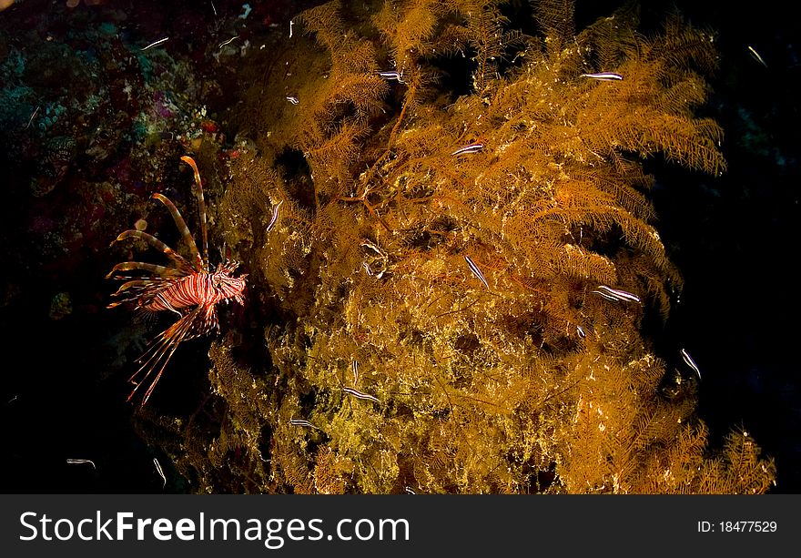 Lionfish hunting catfish fry in sea fan